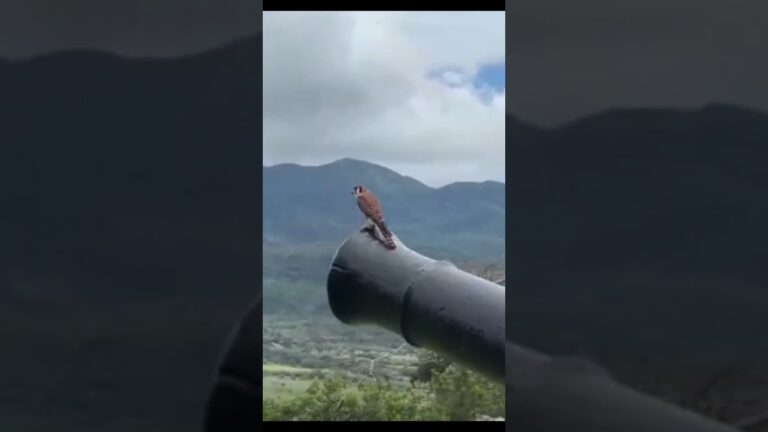 Caribbean 9 #travelvideo #caribbean #travel #youtubeshorts #vacation #holiday
