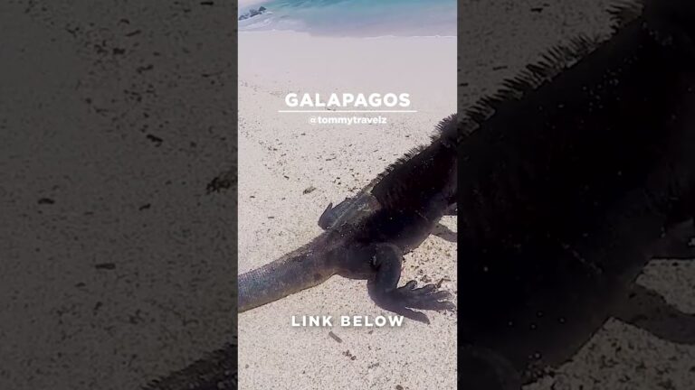 #TommyTravelz #travelnow #traveltips #galapagos #sancristobal #santacruz #islabaltra #isabelaisland