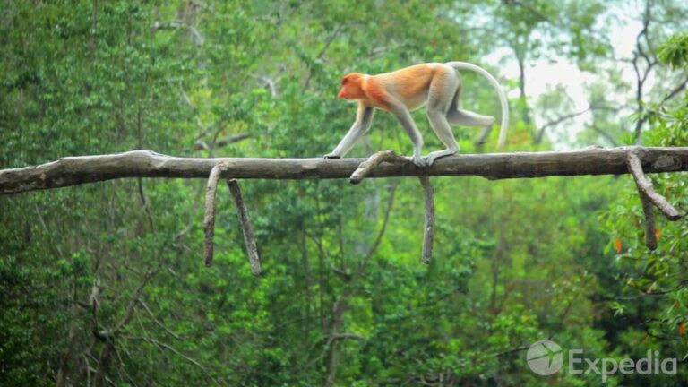 Labuk Bay Proboscis Monkey Sanctuary – City Video Guide