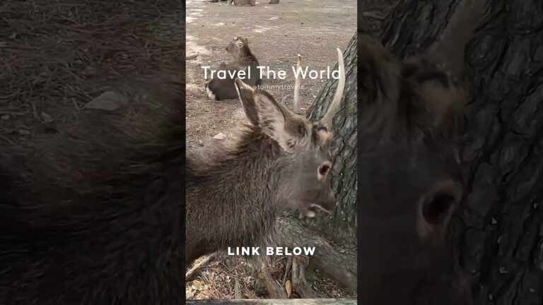 #TravelGoals, #Wanderlust, #Adventure, #shorts, #YouTubeShorts, #Trending, #Explore, #foryou