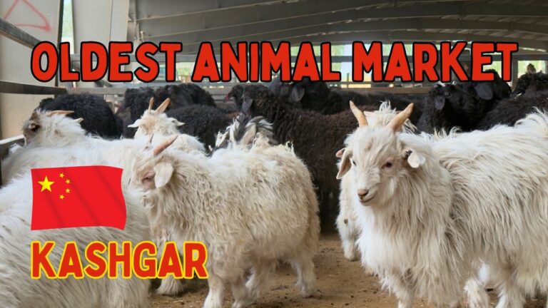 China’s Oldest Animal Market: Kashgar Sunday Bazaar