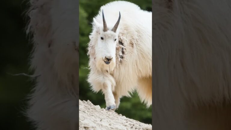 Best Things To Do in Glacier National Park for Non-Hikers No. 8 #glacier #glaciernationalpark